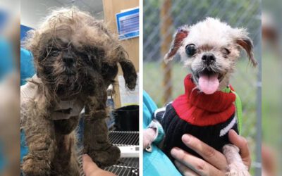 Cachorra emaranhada é resgatada sobre cerca de abrigo após anos de negligência