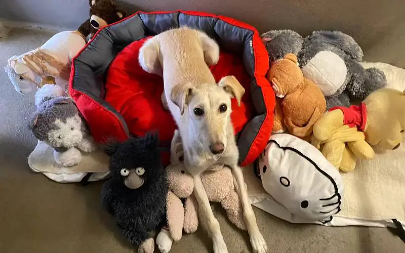 Cachorra que passou toda vida em um abrigo se consola em uma pilha de brinquedos cachorra-de-abrigo-se-consola-com-uma-pilha-de-brinquedos