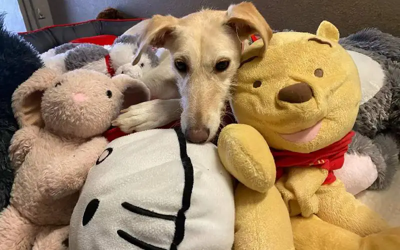 Cachorra que passou toda vida em um abrigo se consola em uma pilha de brinquedos cachorra-de-abrigo-se-consola-com-uma-pilha-de-brinquedos