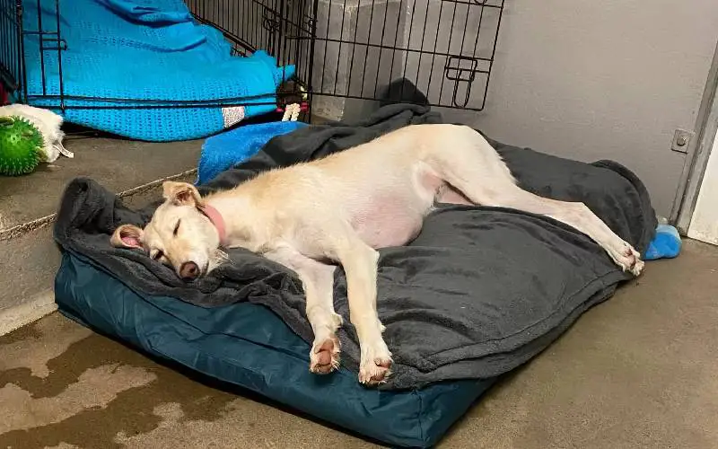 Cachorra que passou toda vida em um abrigo se consola em uma pilha de brinquedos cachorra-de-abrigo-se-consola-com-uma-pilha-de-brinquedos