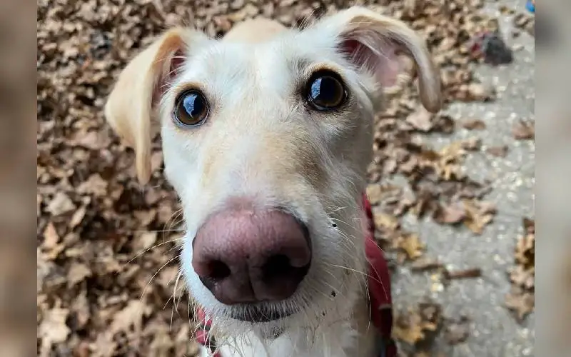 Cachorra que passou toda vida em um abrigo se consola em uma pilha de brinquedos cachorra-de-abrigo-se-consola-com-uma-pilha-de-brinquedos