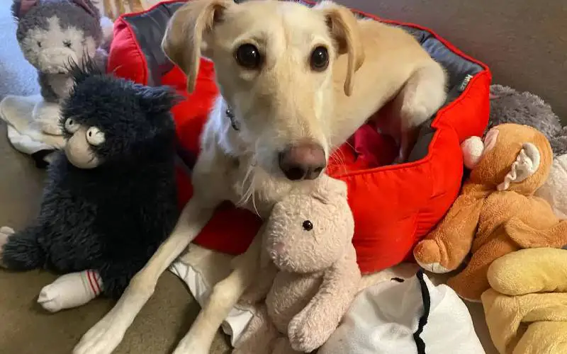 Cachorra que passou toda vida em um abrigo se consola em uma pilha de brinquedos cachorra-de-abrigo-se-consola-com-uma-pilha-de-brinquedos