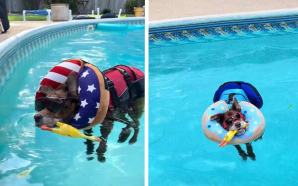 Cachorra idosa de 17 anos passa os dias cochilando na piscina Cachorra idosa de 17 anos passa os dias cochilando na piscina