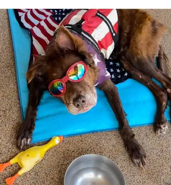 Cachorra idosa de 17 anos passa os dias cochilando na piscina Cachorra idosa de 17 anos passa os dias cochilando na piscina