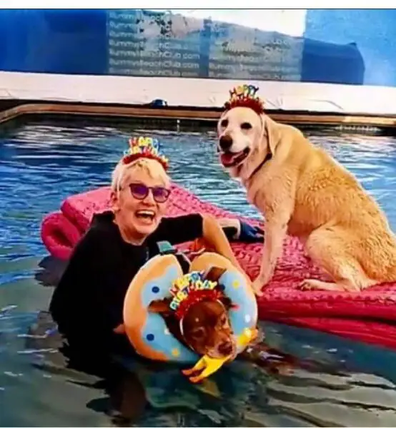 Cachorra idosa de 17 anos passa os dias cochilando na piscina