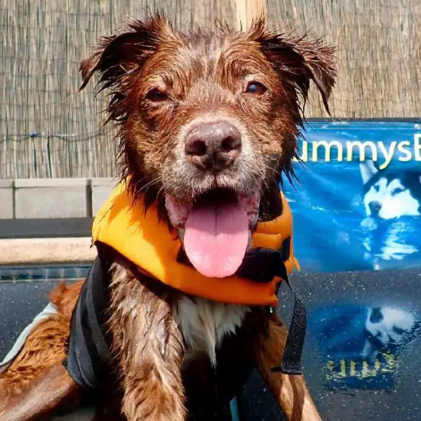 Cachorra idosa de 17 anos passa os dias cochilando na piscina Cachorra idosa de 17 anos passa os dias cochilando na piscina