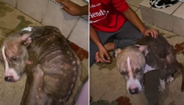 Cachorra desnutrida abandonada encontra a pessoa perfeita para ajudá-la Cachorra-pele-e-ossos-encontra-a-pessoa-perfeita-para-ajuda-la