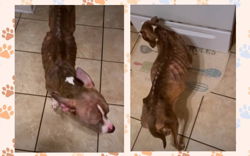Cachorra desnutrida abandonada encontra a pessoa perfeita para ajudá-la Cachorra-pele-e-ossos-encontra-a-pessoa-perfeita-para-ajuda-la
