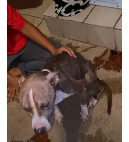 Cachorra desnutrida abandonada encontra a pessoa perfeita para ajudá-la Cachorra-pele-e-ossos-encontra-a-pessoa-perfeita-para-ajuda-la