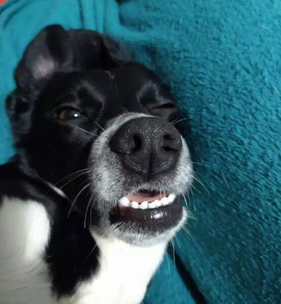 Homem fica surpreso ao descobrir que seu cachorro aprendeu sozinho a desativar o despertador