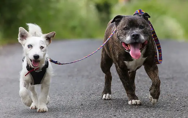 Cachorro cego é abandonado e depois adotado junto com o seu cão-guia