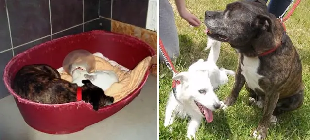 Cachorro cego é abandonado e depois adotado junto com o seu cão-guia