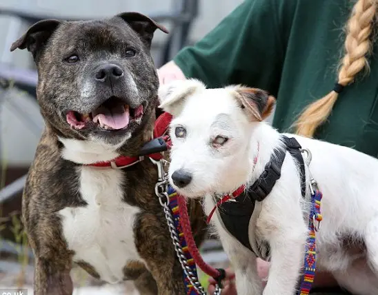 Cachorro cego é abandonado e depois adotado junto com o seu cão-guia Cachorro cego é abandonado e depois adotado junto com o seu cão-guia