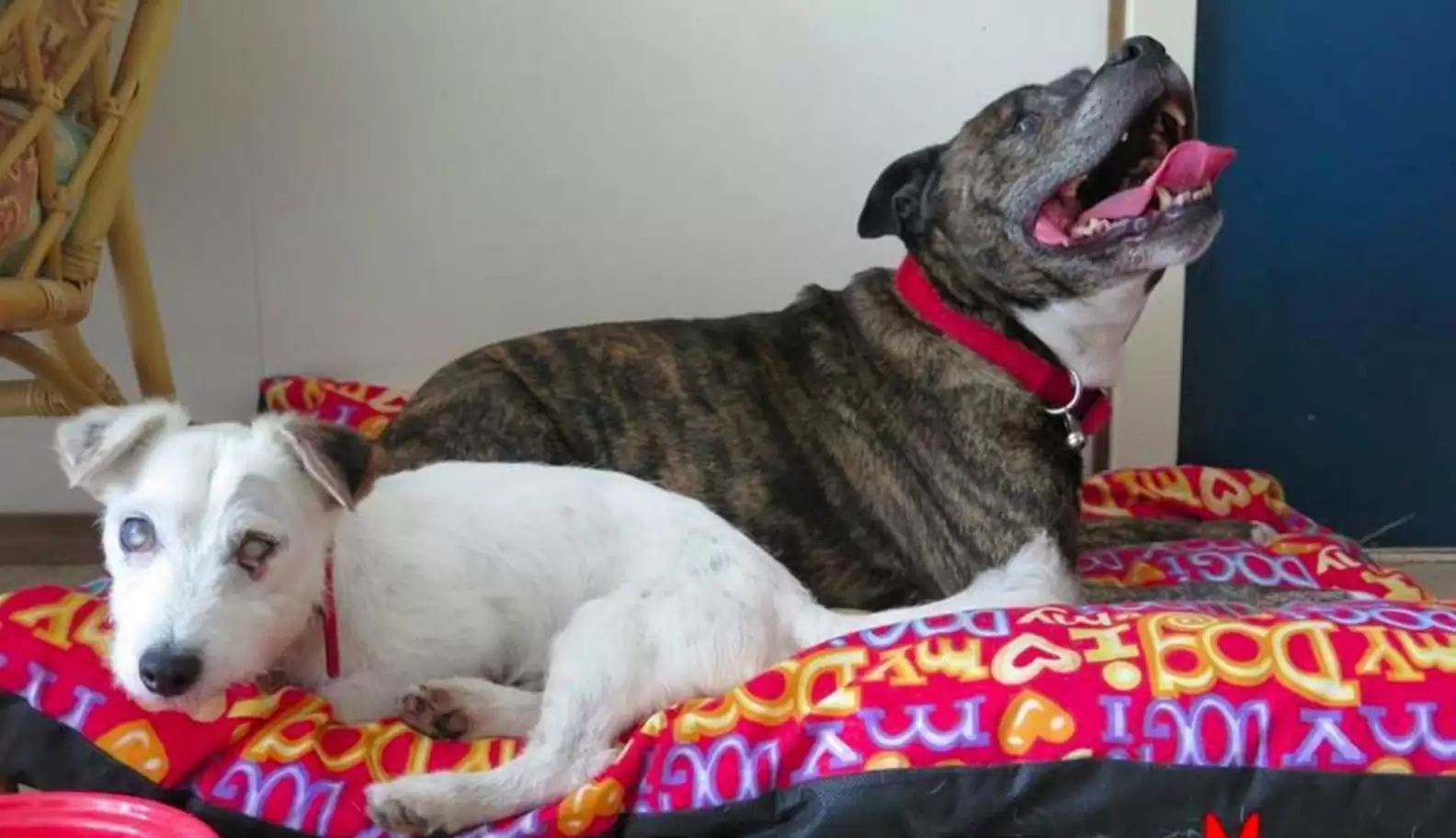 Cachorro cego é abandonado e depois adotado junto com o seu cão-guia Cachorro cego é abandonado e depois adotado junto com o seu cão-guia