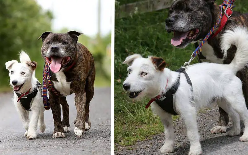 Cachorro cego é abandonado e depois adotado junto com o seu cão-guia Cachorro cego é abandonado e depois adotado junto com o seu cão-guia
