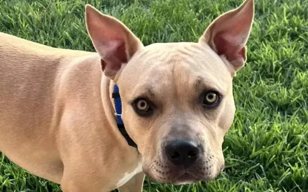 Cachorro dança na chuva depois de meses preso no abrigo Cachorro dança na chuva depois de meses preso no abrigo