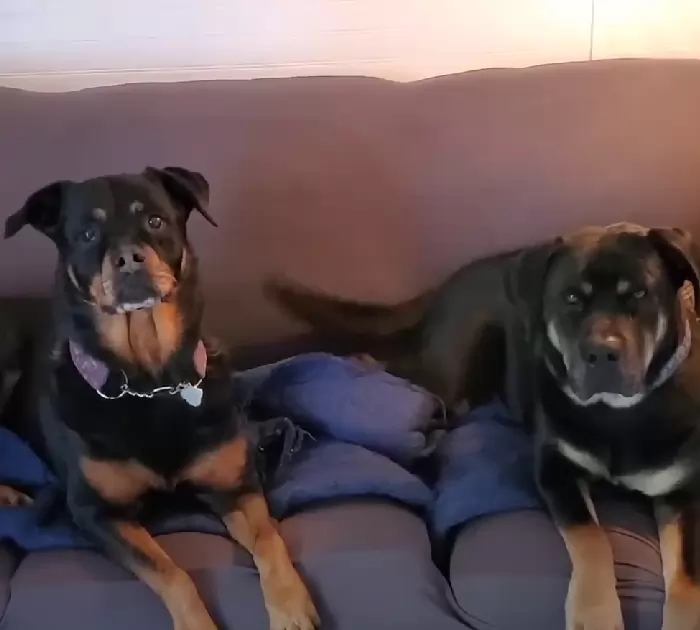 Cachorro doente se enrola em cobertor na varanda e implora ajuda Cachorro doente se enrola em cobertor na varanda e implora ajuda