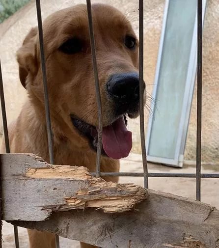 Cachorro devolvido chora de tristeza e se recusa a comer cachorro-devolvido-chora-de-tristeza-e-se-recusa-a-comer