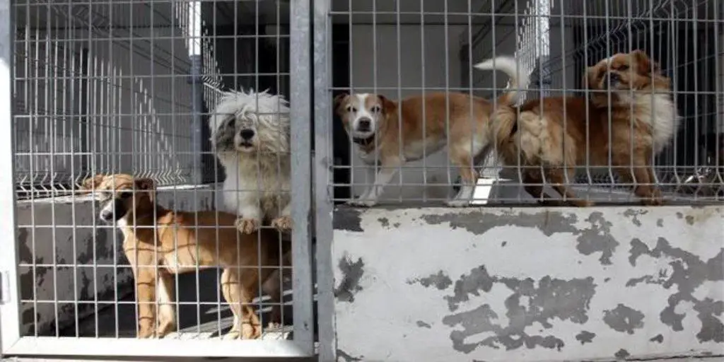 Cachorro devolvido chora de tristeza e se recusa a comer cachorro-devolvido-chora-de-tristeza-e-se-recusa-a-comer