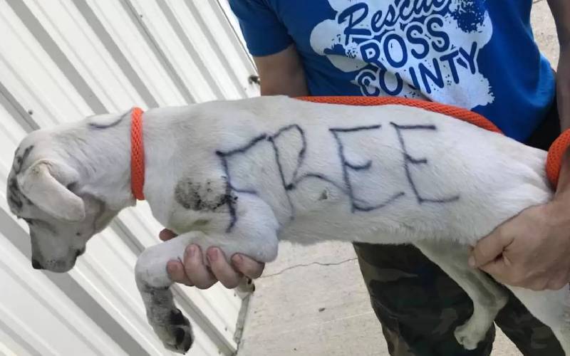 Cachorrinho abandonado é encontrado com mensagem triste escrita no corpo Cachorrinho abandonado é encontrado com mensagem triste escrita no corpo