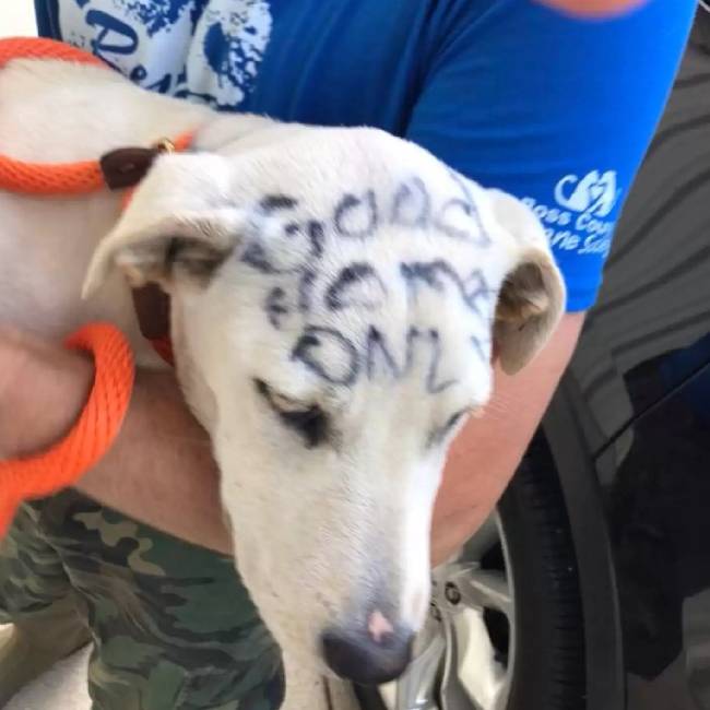 Cachorrinho abandonado é encontrado com mensagem triste escrita no corpo