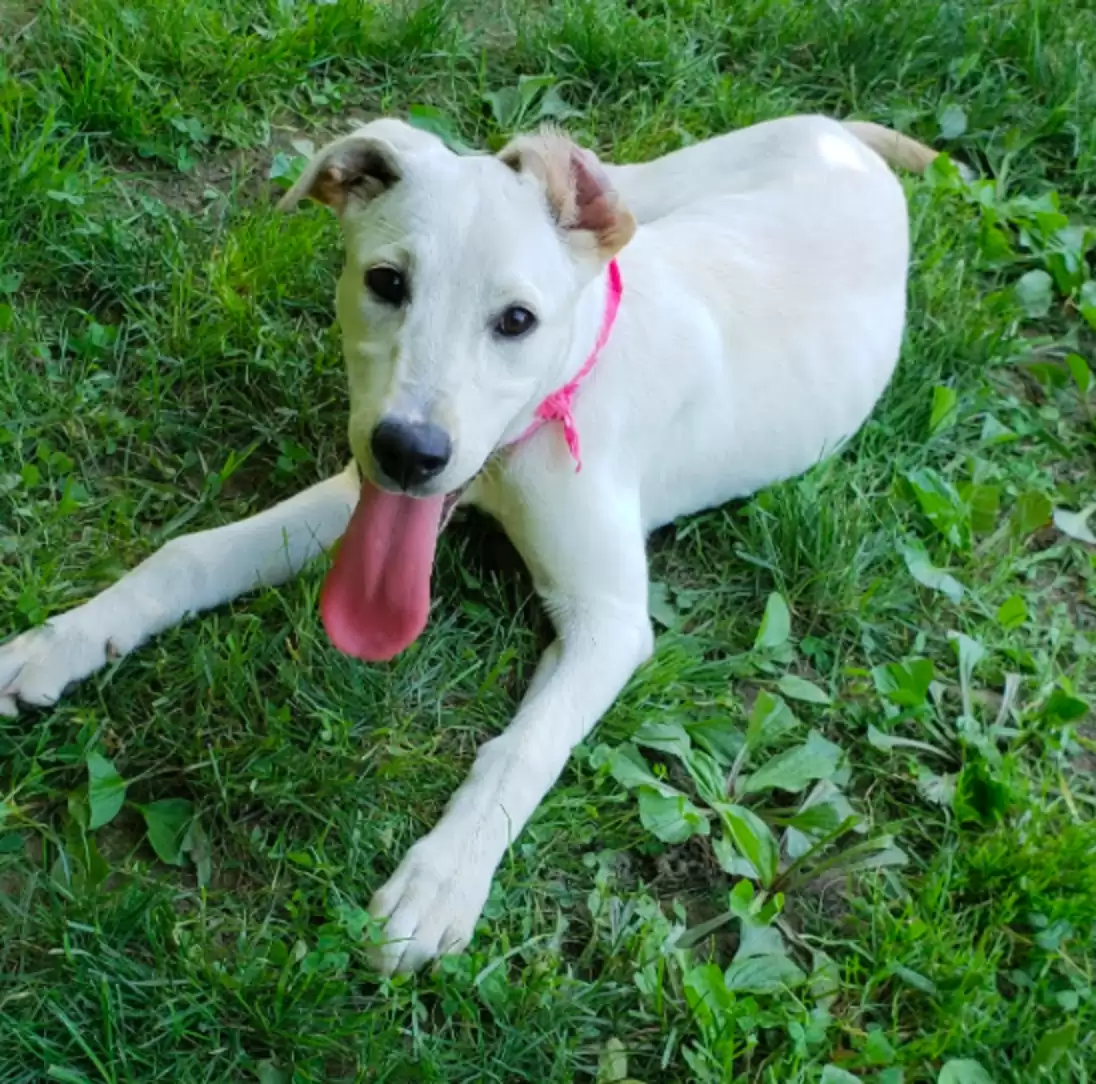 Cachorrinho abandonado é encontrado com mensagem triste escrita no corpo Cachorrinho abandonado é encontrado com mensagem triste escrita no corpo