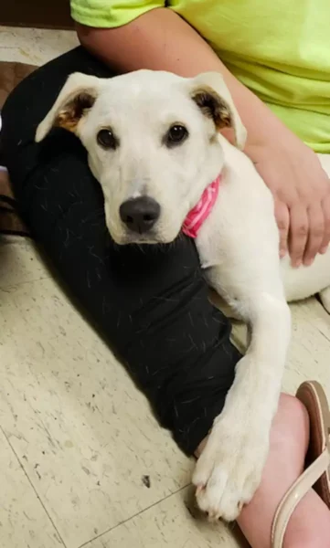 Cachorrinho abandonado é encontrado com mensagem triste escrita no corpo Cachorrinho abandonado é encontrado com mensagem triste escrita no corpo