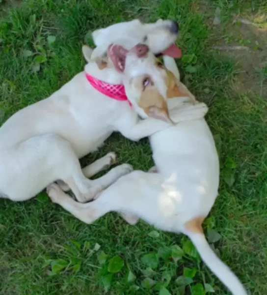 Cachorrinho abandonado é encontrado com mensagem triste escrita no corpo Cachorrinho abandonado é encontrado com mensagem triste escrita no corpo