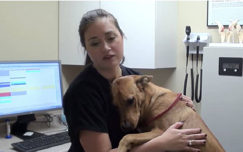 Cachorro dá o melhor abraço após ser resgatado minutos antes da eutanásia cachorro-e-resgatado-minutos-antes-da-eutanasia