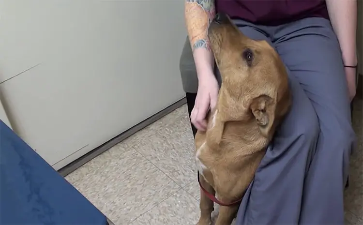 Cachorro dá o melhor abraço após ser resgatado minutos antes da eutanásia cachorro-e-resgatado-minutos-antes-da-eutanasia