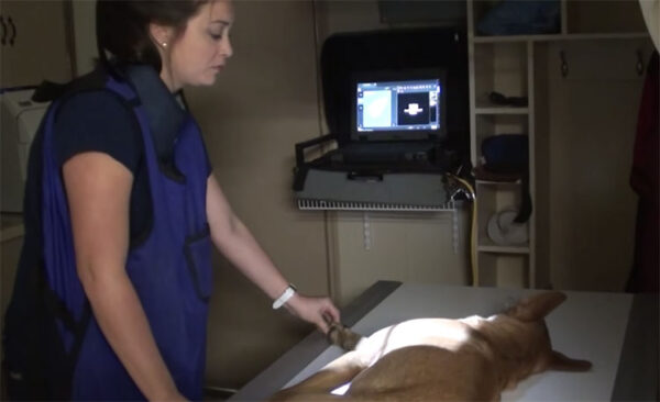 cachorro-e-resgatado-minutos-antes-da-eutanasia