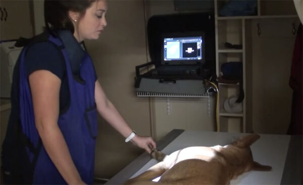 Cachorro dá o melhor abraço após ser resgatado minutos antes da eutanásia cachorro-e-resgatado-minutos-antes-da-eutanasia