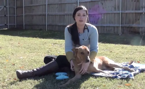 Cachorro dá o melhor abraço após ser resgatado minutos antes da eutanásia cachorro-e-resgatado-minutos-antes-da-eutanasia
