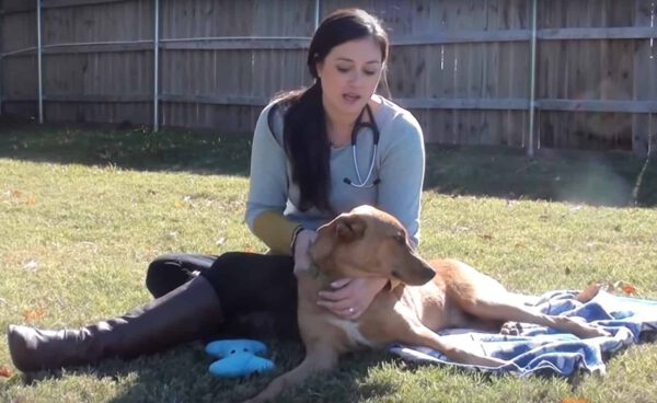 Cachorro dá o melhor abraço após ser resgatado minutos antes da eutanásia cachorro-e-resgatado-minutos-antes-da-eutanasia