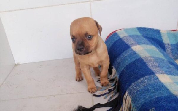 Por ter hidrocefalia, cachorro vira alvo de memes e comentários maldosos Por ter hidrocefalia, cachorro vira alvo de memes e comentários maldosos