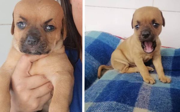 Por ter hidrocefalia, cachorro vira alvo de memes e comentários maldosos Por ter hidrocefalia, cachorro vira alvo de memes e comentários maldosos
