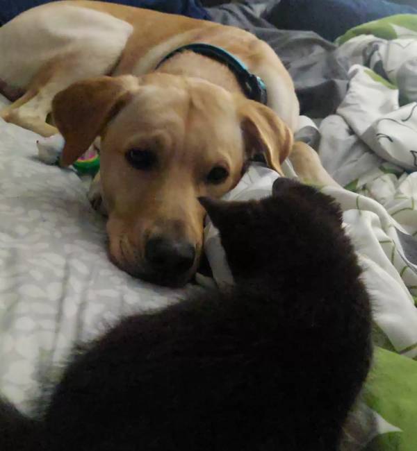 Cachorro tenta esconder o novo gatinho da família para que ninguém brinque com ele cachorro-esconde-o-gato-da-familia