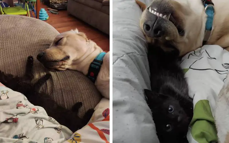 Cachorro tenta esconder o novo gatinho da família para que ninguém brinque com ele cachorro-esconde-o-gato-da-familia