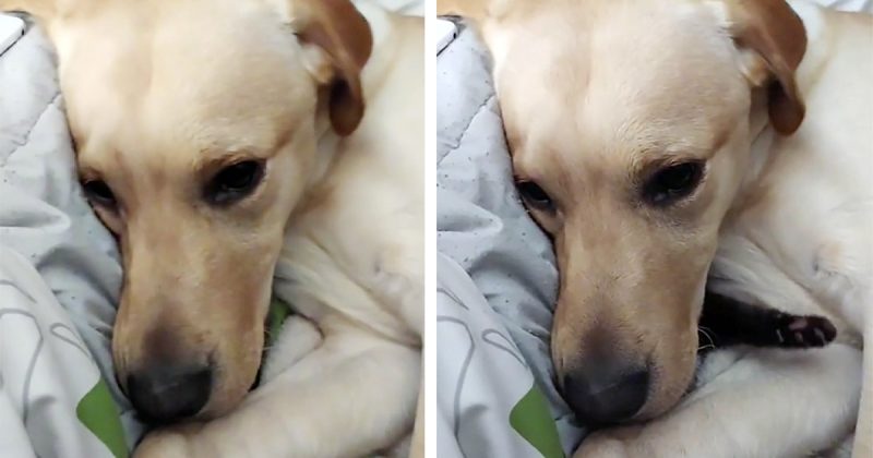 Cachorro tenta esconder o novo gatinho da família para que ninguém brinque com ele cachorro-esconde-o-gato-da-familia