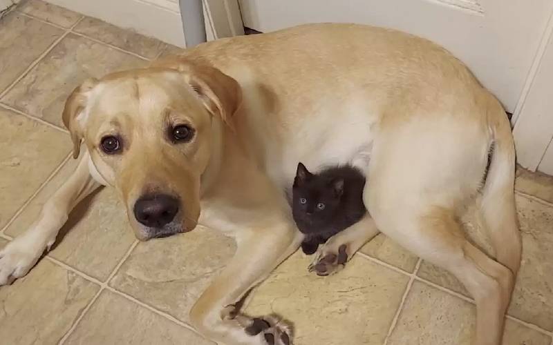 Cachorro tenta esconder o novo gatinho da família para que ninguém brinque com ele cachorro-esconde-o-gato-da-familia