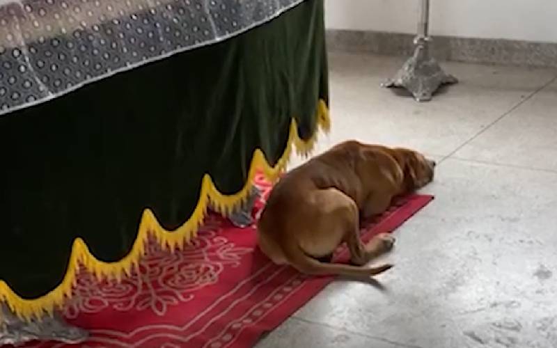 Cachorro mostra seu amor ficando ao lado do caixão do tutor em cidade do ES