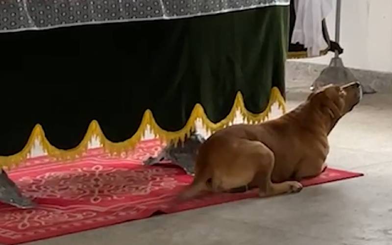 Cachorro mostra seu amor ficando ao lado do caixão do tutor em cidade do ES cachorro-fica-ao-lado-do-caixao-do-tutor