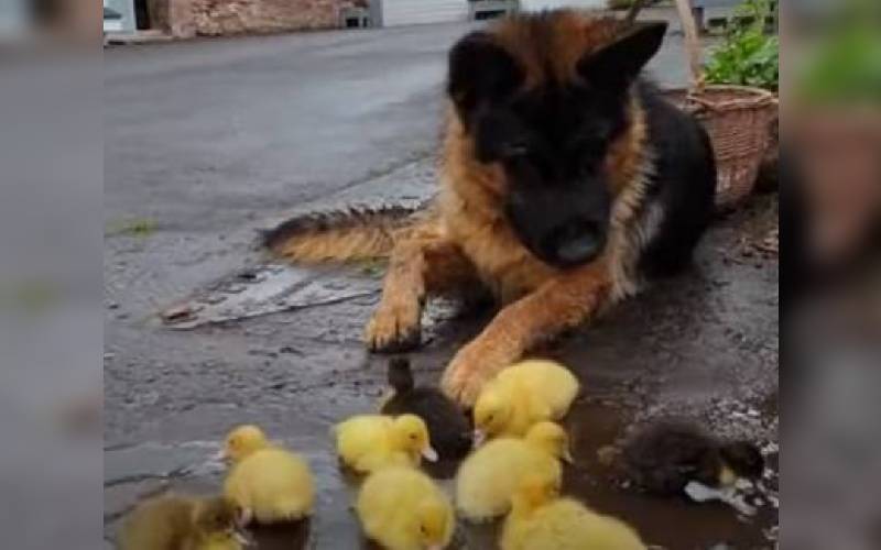 Cachorro fica fascinado com uma ninhada de patinhos e não cansa de olhá-los cachorro-fica-fascinado-com-uma-ninhada-de-patinhos