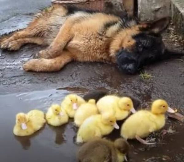 Cachorro fica fascinado com uma ninhada de patinhos e não cansa de olhá-los cachorro-fica-fascinado-com-uma-ninhada-de-patinhos