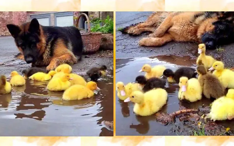 Cachorro fica fascinado com uma ninhada de patinhos e não cansa de olhá-los cachorro-fica-fascinado-com-uma-ninhada-de-patinhos