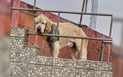 Cachorro idoso passava os dias preso no telhado de uma casa até ser resgatado
