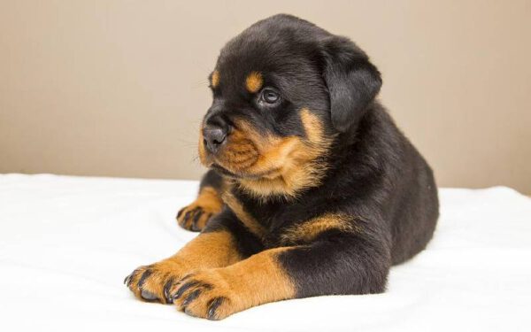 Qual é o cachorro mais musculoso do mundo? Qual é o cachorro mais musculoso do mundo?
