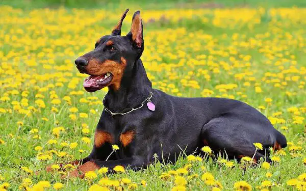 Qual é o cachorro mais musculoso do mundo?