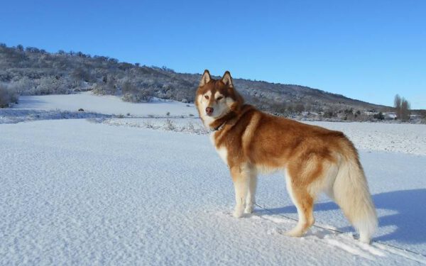 Qual é o cachorro mais musculoso do mundo?