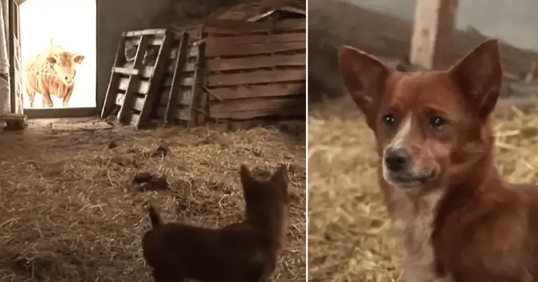 Cachorro chora ao reencontra a mãe adotiva, uma vaca que o criou cachorro-reencontra-a-mae-adotiva_-uma-vaca